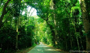 Mt Makiling Trail