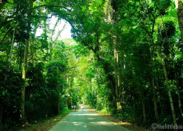 Mt Makiling trail