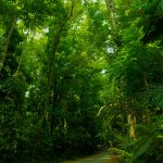 Concrete path leading to the peak of Mt Makiling.