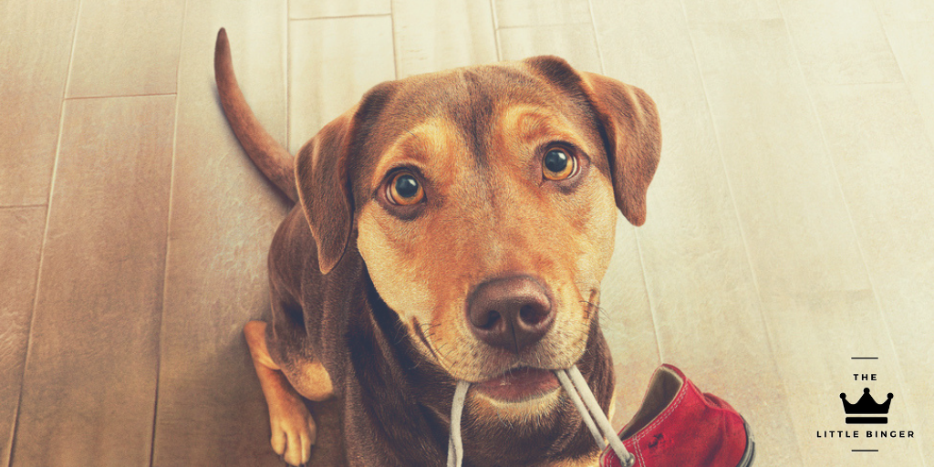 A Dog's Way Home | The Little Binger | Credit: Columbia Pictures