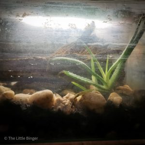 This Is How The Pandemic Made Me A Plantito | The Little Binger