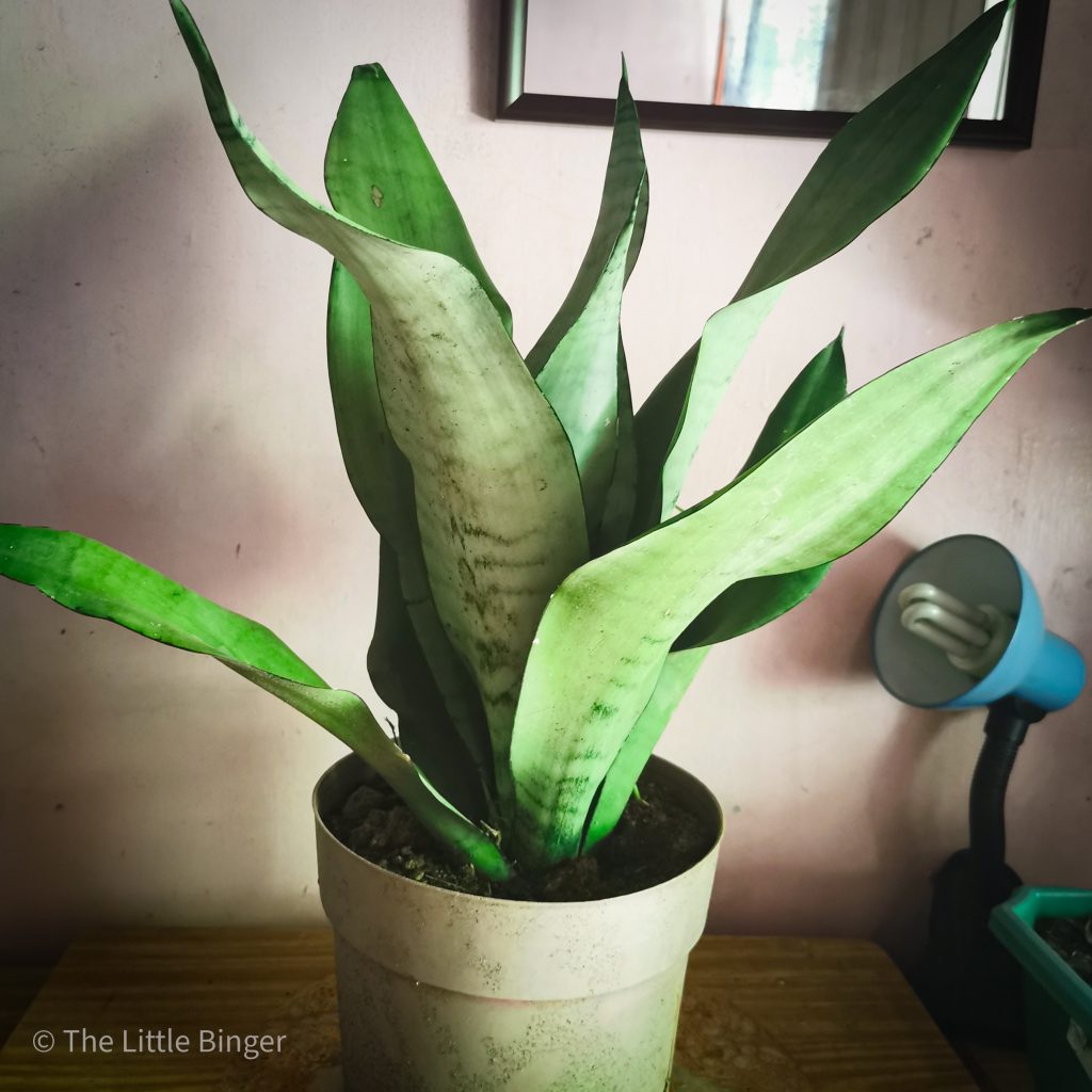 This Is How The Pandemic Made Me A Plantito | The Little Binger