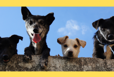 animal-based protein dog food